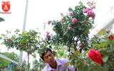 Ngắm hoa hồng bonsai trị giá cả trăm triệu đồng khoe sắc